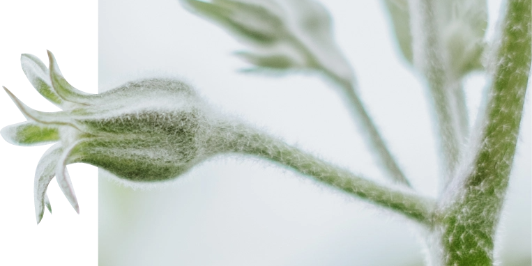 vegetable flower