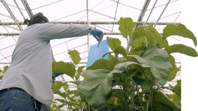image of taking care of vegetable