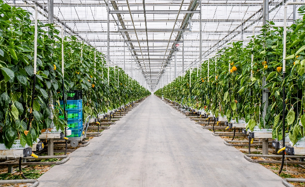 Yellow Pepper Greenhouse