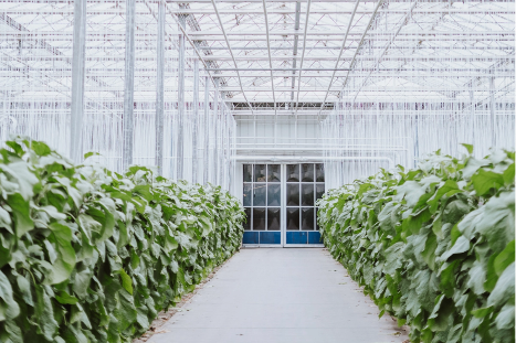 greenhouse greenhouse