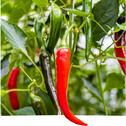 pepper on plant