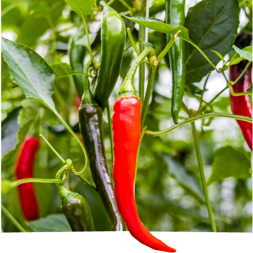 pepper on plant pepper on plant