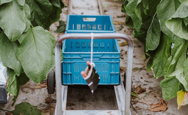 empty vegtable basket